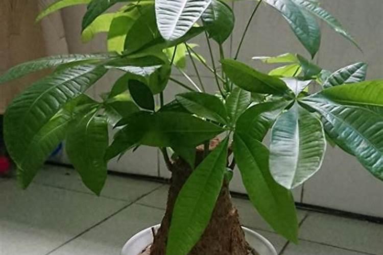 发财树施肥需施什么肥料