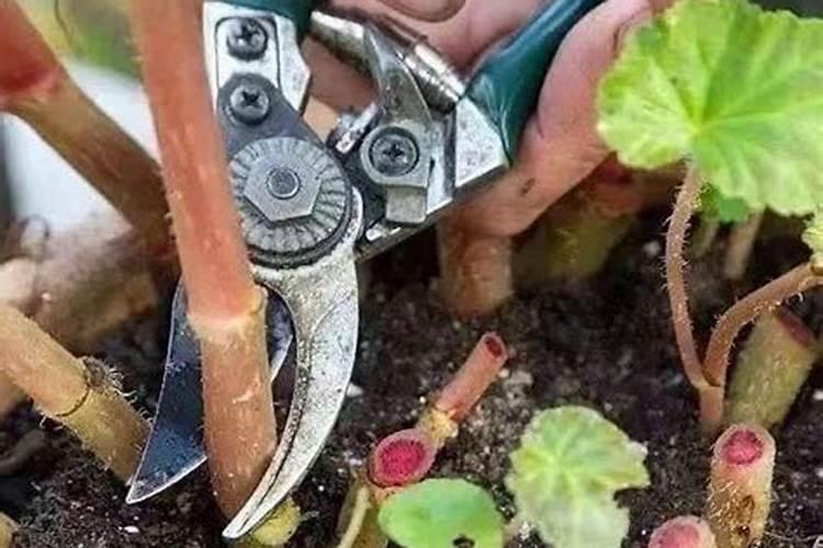 扦插金银花萌芽了可以喷叶面肥吗？