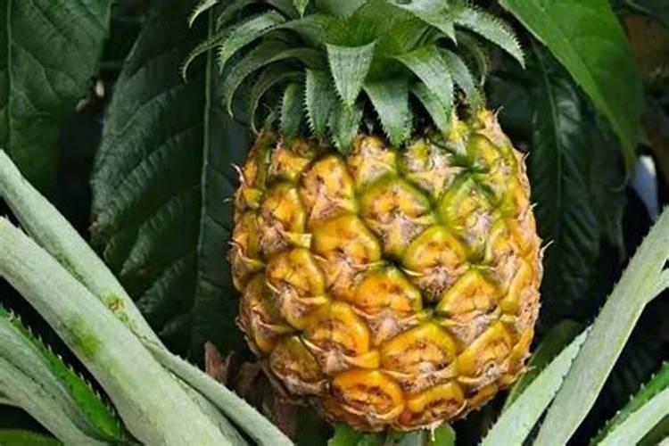 菠萝苗需要什么肥料生长？