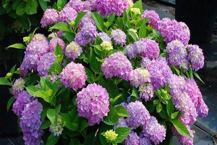 绣球花施肥时间和方法