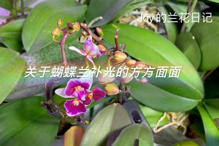 蝴蝶兰什么时候才需要补磷钾肥促花