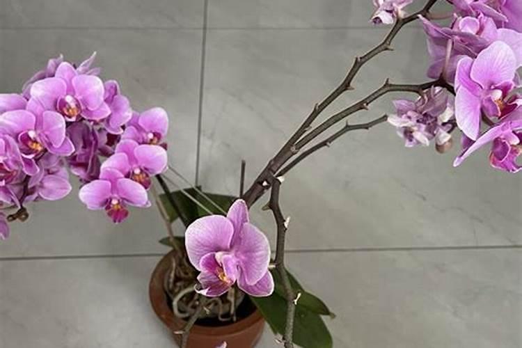 蝴蝶兰用什么肥磷钾肥可促进花芽形成