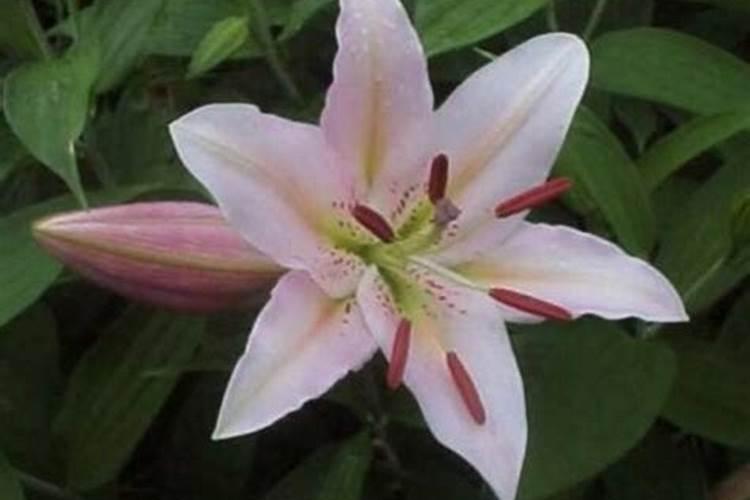 盆栽百合花施什么肥好,百合花怎么施肥/施用氮肥