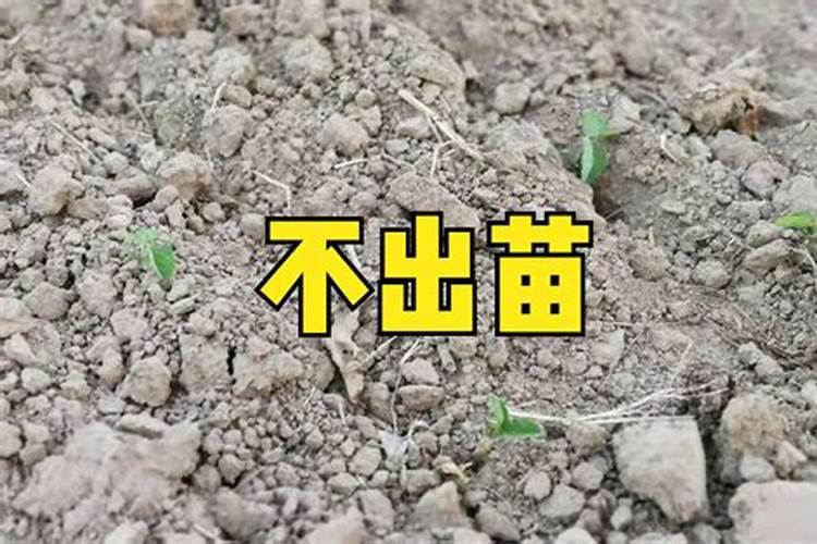 种植小麦提前几天撒上肥料在耕地可以吗？