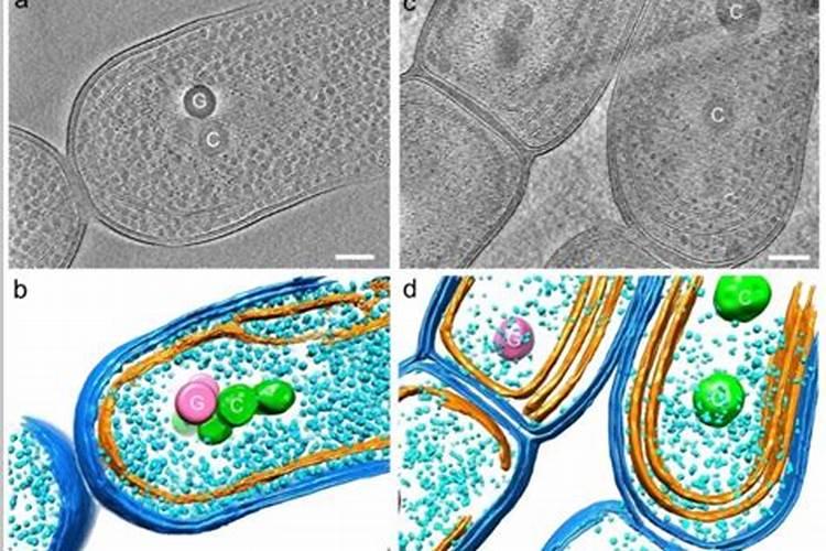 果树采收后如何施基肥