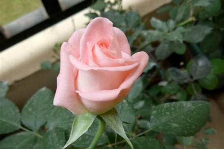 氯化钾可以做肥料吗