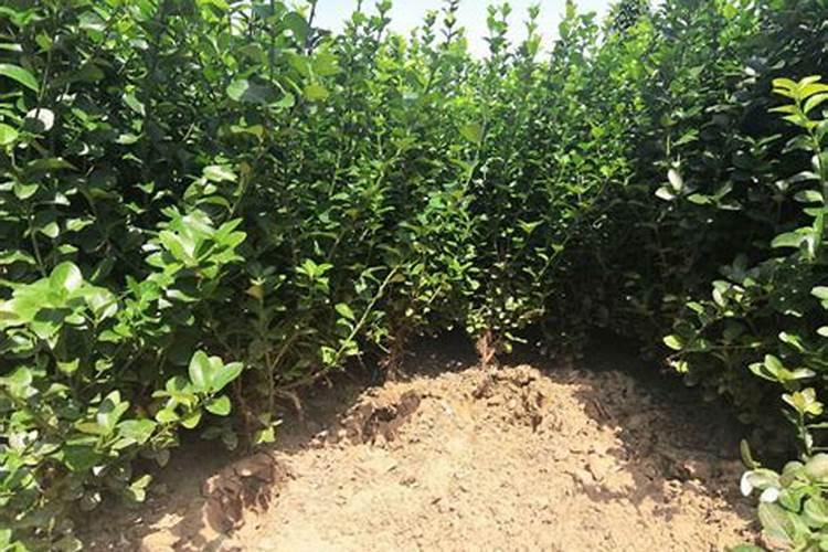 钾肥施用后连续4–5天下雨有影响吗？