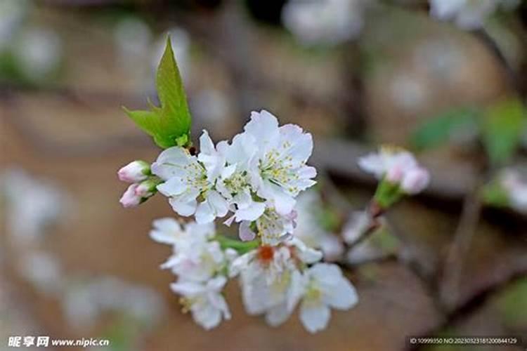 李子花是什么颜色的