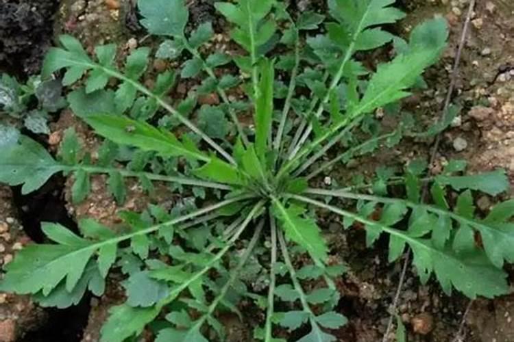 荠菜栽培如何管理？