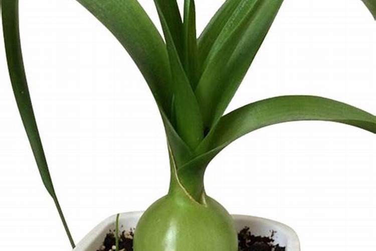 虎眼万年青怎么养？