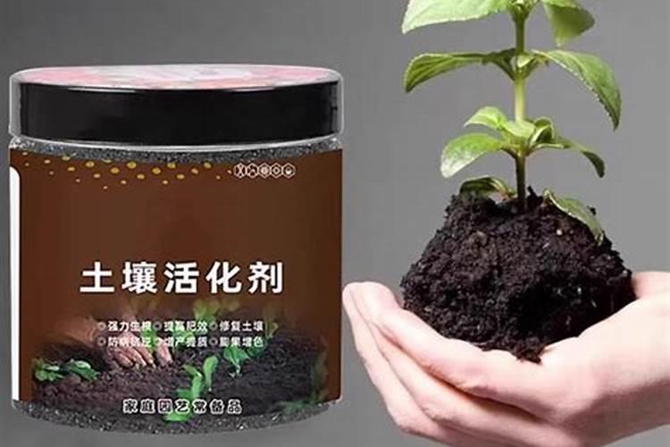 多肉怎么施肥才能更旺盛(如何给多肉施肥料又肥又胖)