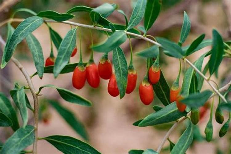 枸杞地里能施含钾的肥料吗