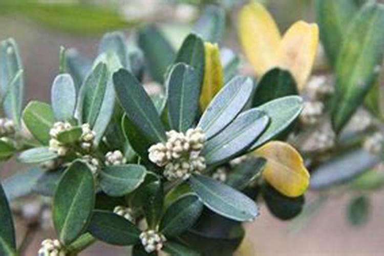 皱皮雀舌黄杨怕晒太阳吗？