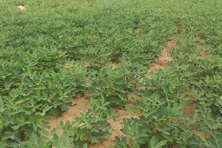 花生打叶面肥最佳时机