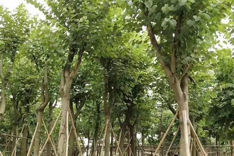 杨树的栽培方法 如何栽培杨树