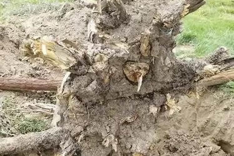 草莓叶子发黄还长不大 怎么会事 麻烦大家帮忙看一下 谢谢