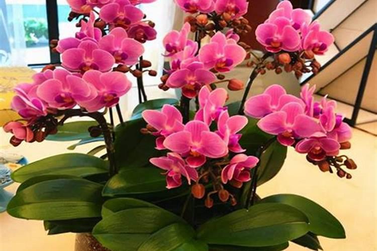 哪些花需施磷肥