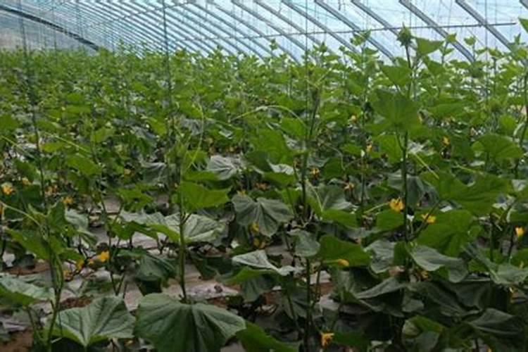 追肥一般用什么肥料