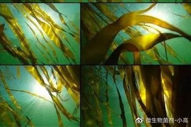 海藻肥能完全取代传统化肥吗？