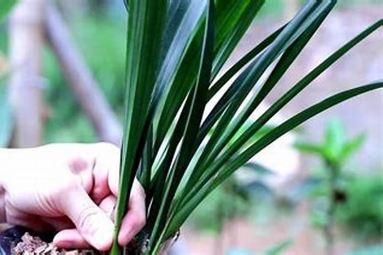 墨兰冬季怎么养才能开花,怎么施肥