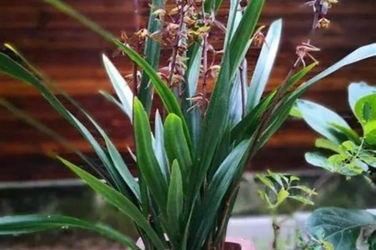 墨兰冬天怎么养