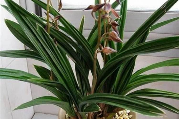 墨兰冬天怎么养