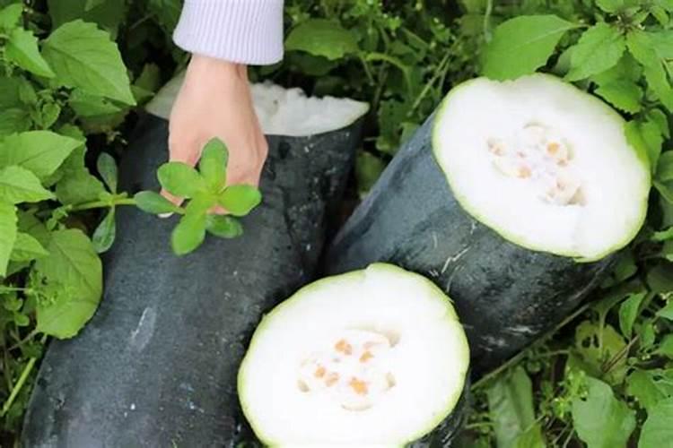 黑皮冬瓜怎么种才能高产？