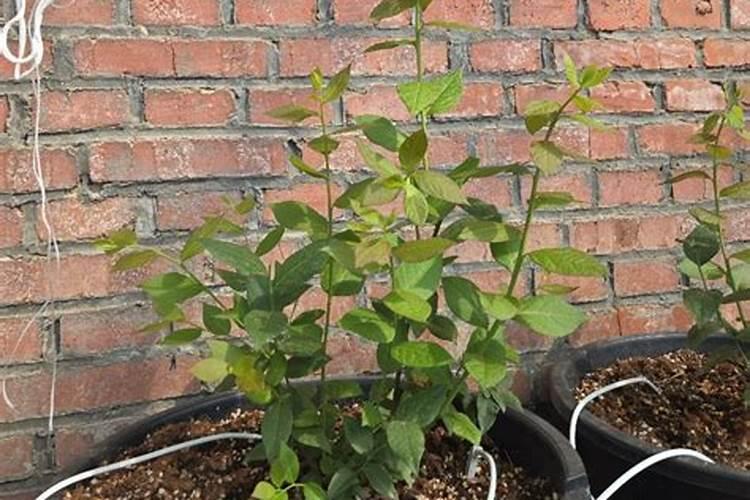 河水浇蓝莓如何处理