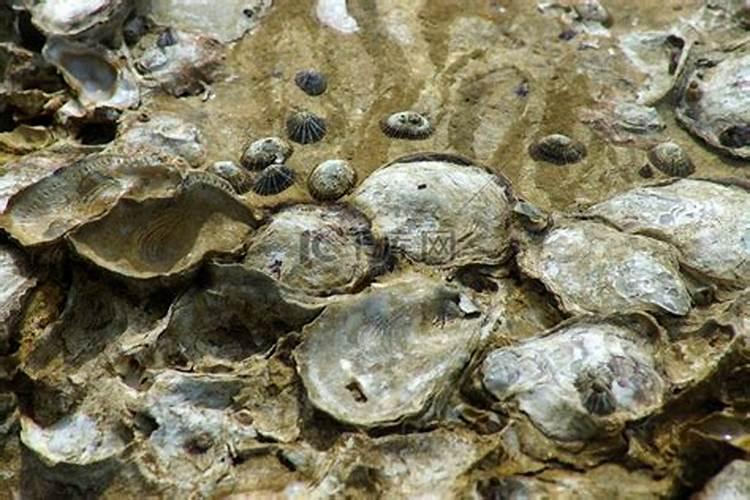 海蛎子的壳主要成分是什么用它养多肉植物行不行