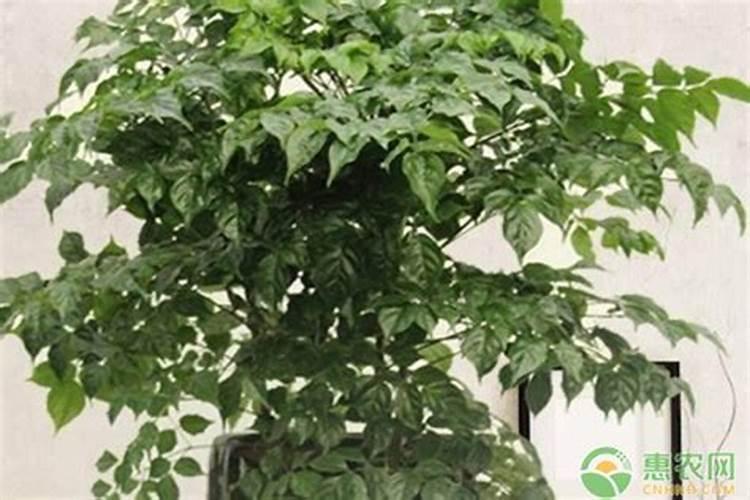 幸福树用什么肥料最好