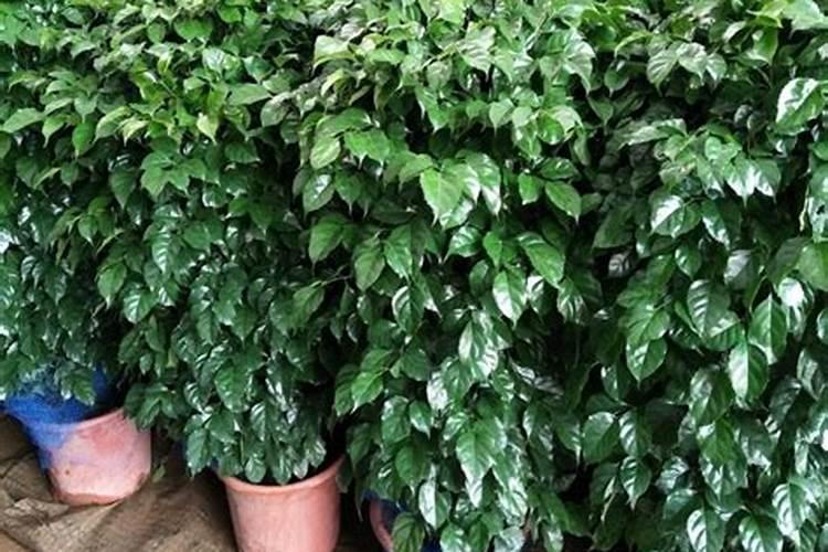 幸福树用什么肥料才能旺盛