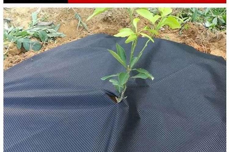 桃子快要成熟了裂口怎么办