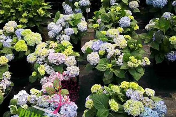 绣球花怎么施肥 绣球花如何施肥