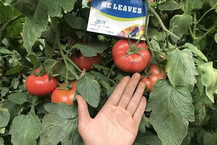 西红柿得了脐腐病冲施钙肥有作用吗？