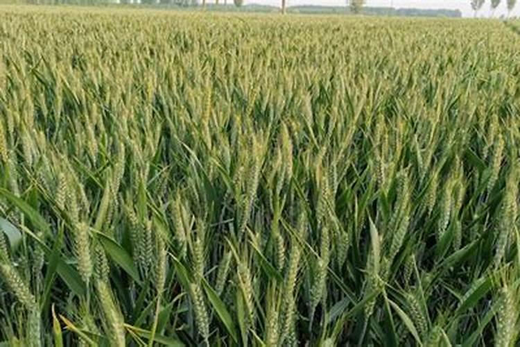 江西农用叶面肥木醋液