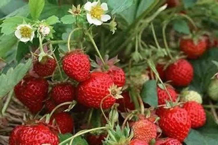 草莓什么时候施肥最好