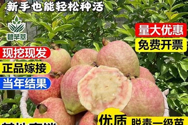 怎么种植珍珠石榴盆景