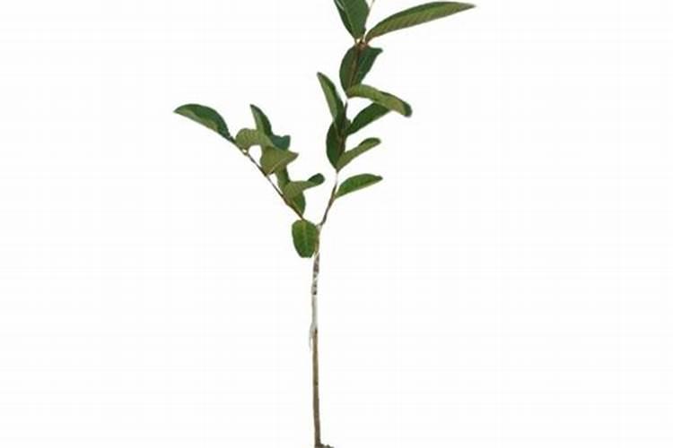 粤引珍珠番石榴栽培要点