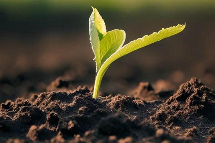 含腐植酸水溶肥料使用方法