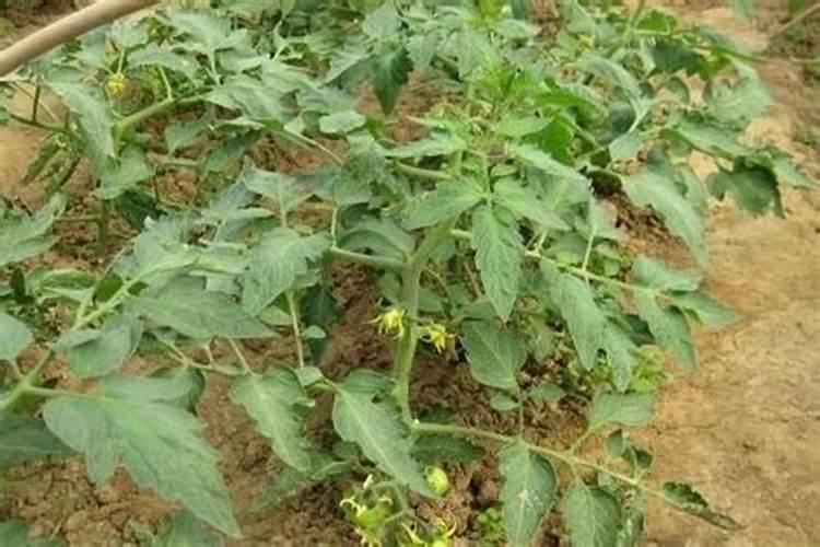 很多农民种植西红柿会施叶面肥,这么做有什么好处呢？