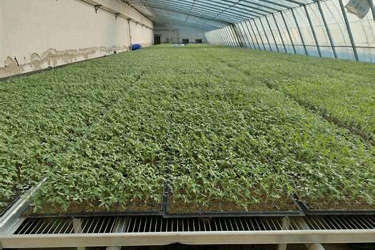 西红柿最好的肥料是什么？