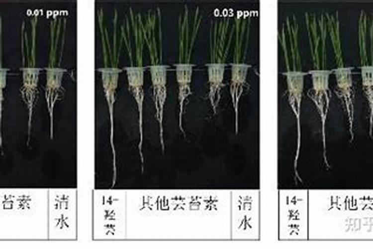 芸苔内酯适合打什么蔬菜