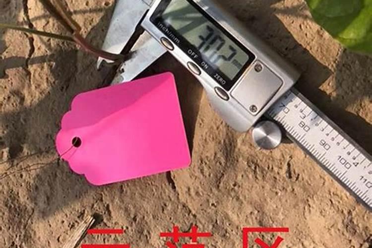 使植物茎秆粗壮的肥料使植物茎秆粗壮的肥料是什么