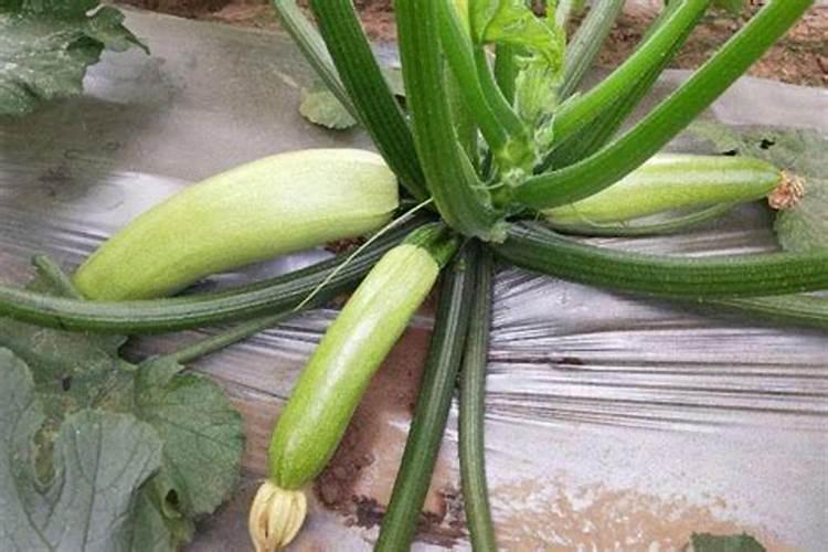 大棚西葫芦冲施什么肥好