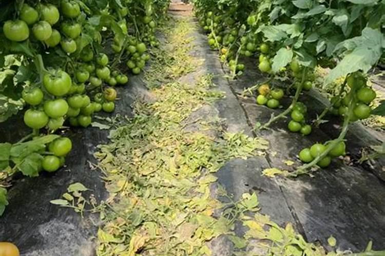 九二0和硅肥在柑橘上能同时叶喷吗