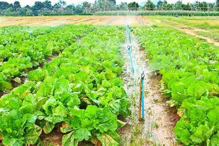 什么是大量元素、中量元素、微量元素肥