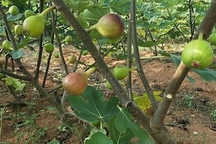 无花果施肥的正确方法