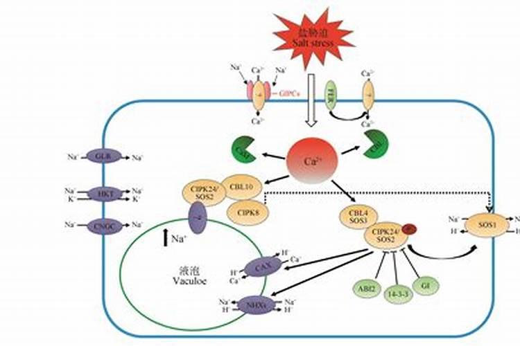 鱼蛋白对农作物的作用