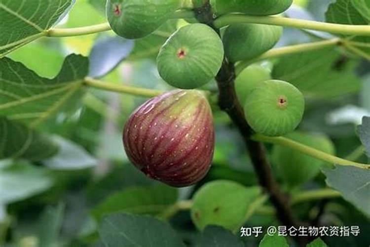 无花果如何施肥 无花果大棚施肥方法及时间