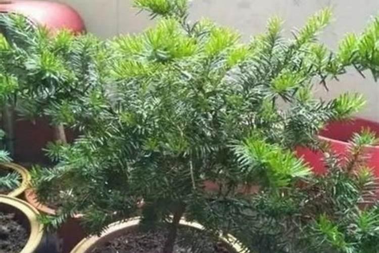 红豆杉怎么施肥